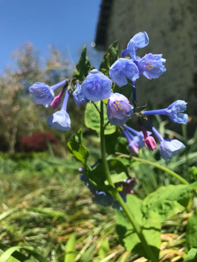 Wild Wisteria Bed & Breakfast Chadds Ford Екстериор снимка