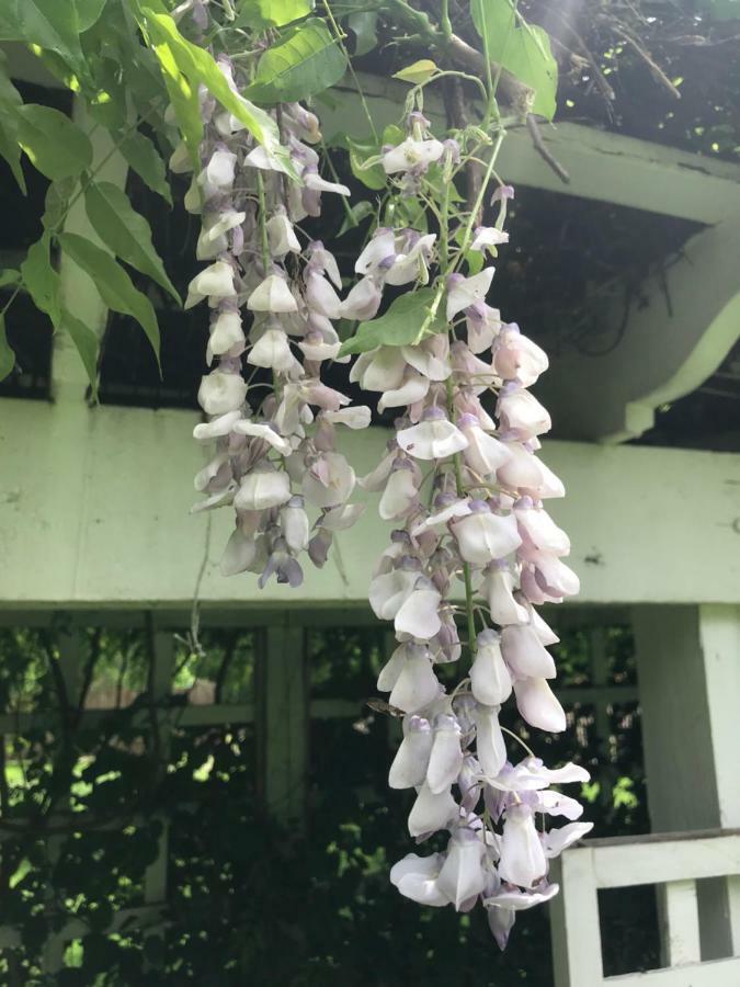 Wild Wisteria Bed & Breakfast Chadds Ford Екстериор снимка